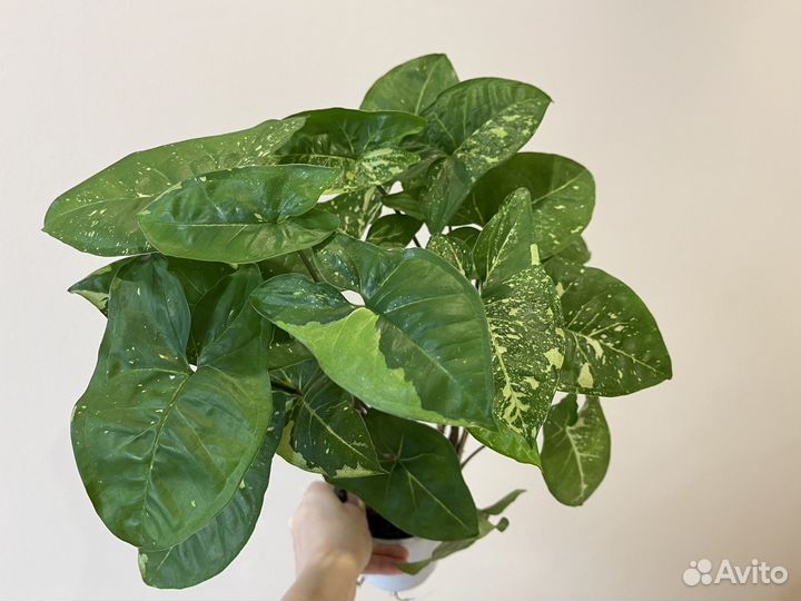 Растения на срез