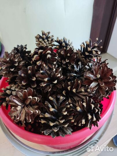 Шишки сосновые