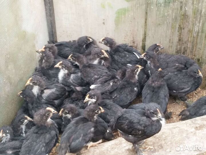 Цыплята французского Марана черно-медного