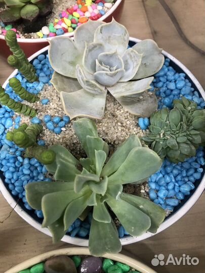 Суккулентные садики