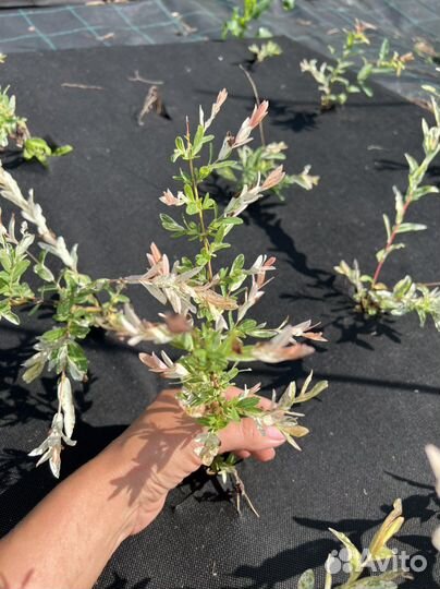 Ива хакуро нишики