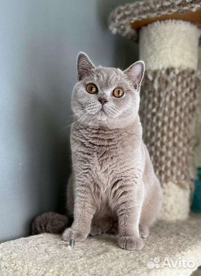 Британские котята