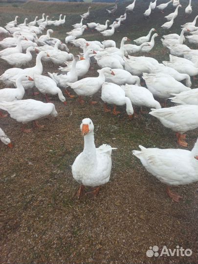 Гуси пятимесячные