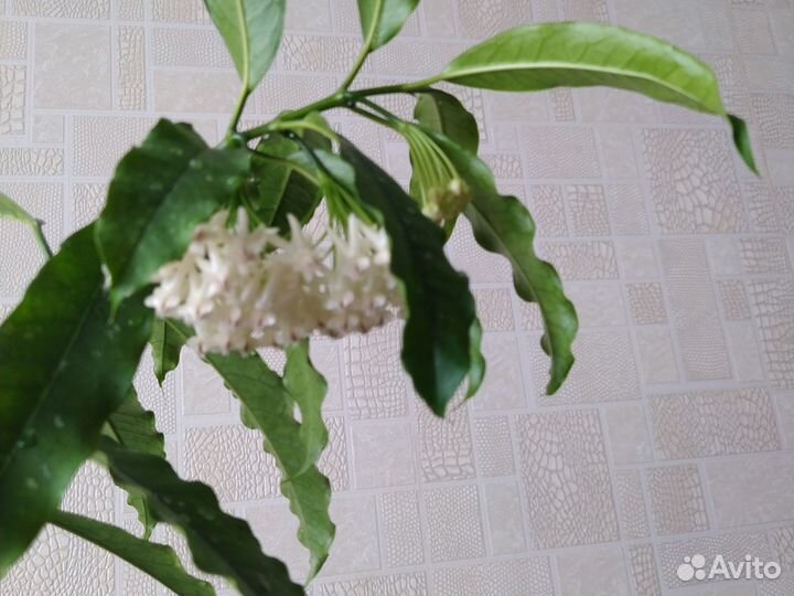 Хойи сортовые