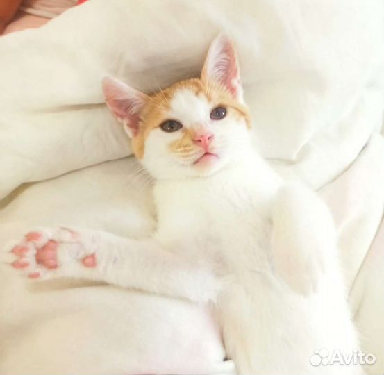 Котёнок Коржик в дар