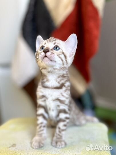 Бенгальские котята бенгальский котенок