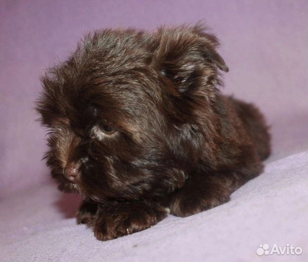 Йоркширский терьер