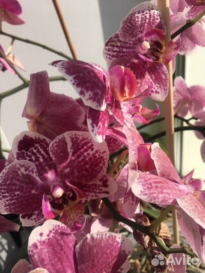 Цветочная композиция орхидей на свадьбы, юбилеи