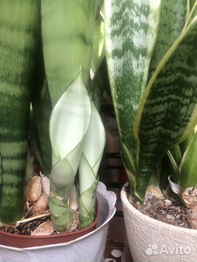 Сансевиерия Лунный Свет редкий суккулент