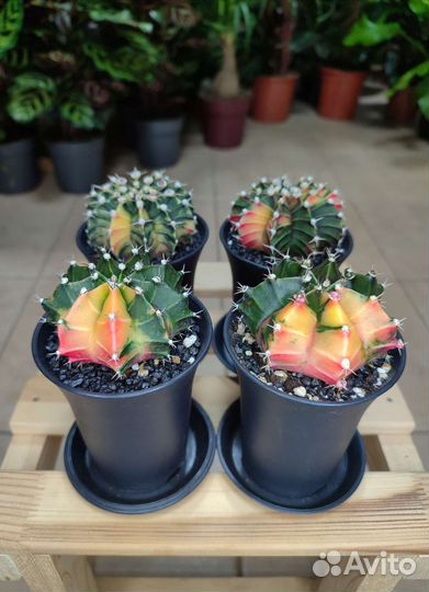 Гимнокалициум вариегатный