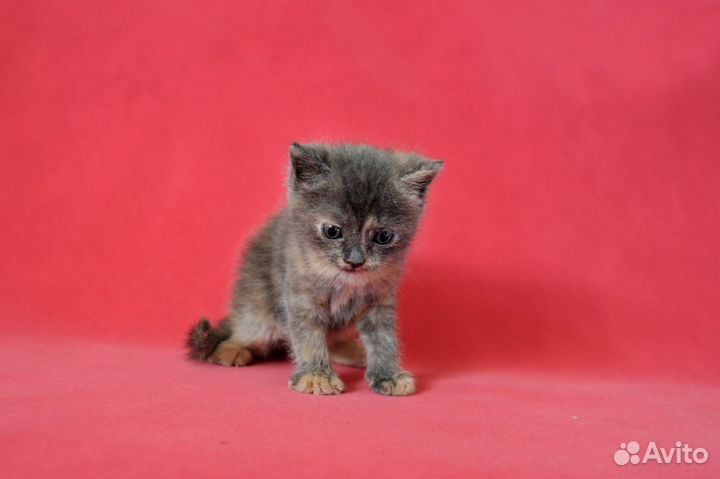 Котята 1 месяц