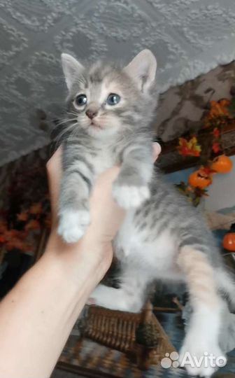 Малышка ищет дом