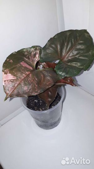 Сингониумы