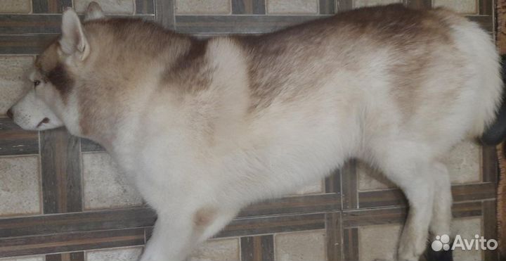 Собачья шерсть Хаски