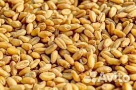 Ячмень пшеница