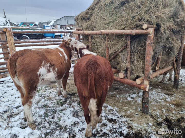 Телки нетели