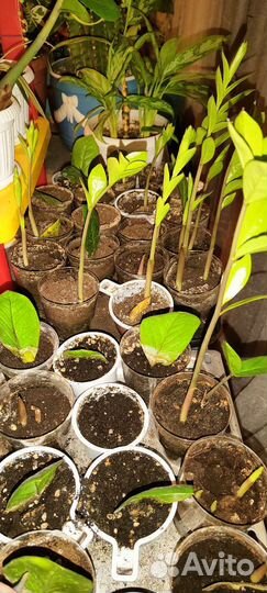 Замиокулькас