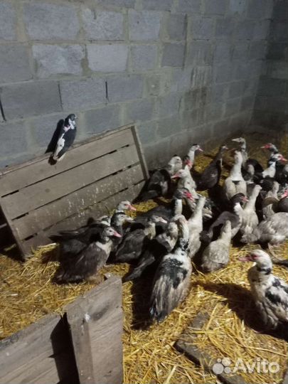 Индоутка мускусная утка