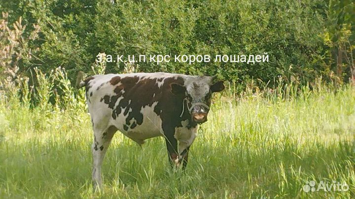 Кос коровы молодняк лошади