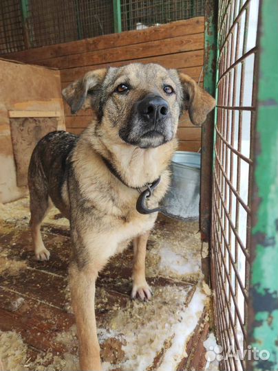 Ласковая собака Боня грустит в приюте