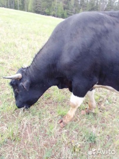 Быки живым весом.можно на племя