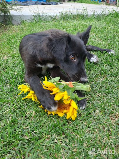 Собака в добрые руки щенок