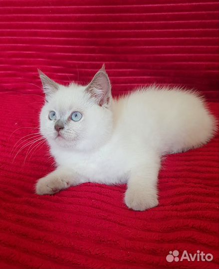 Шотландский мальчик