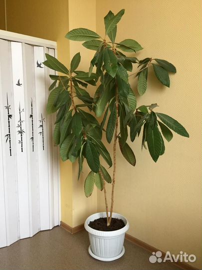 Растение мушмула для зимнего сада