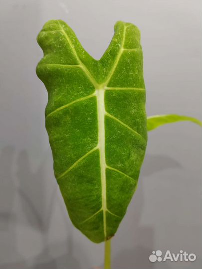 Алоказия мишольца вариегатная минт