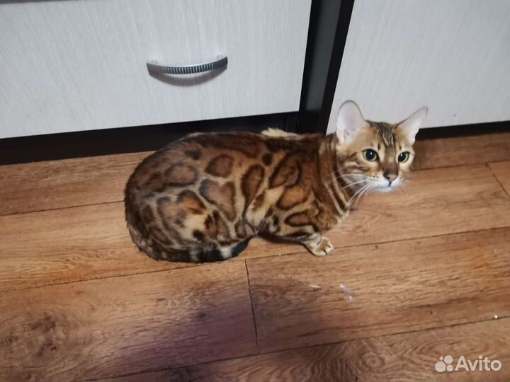 Бенгальские котята