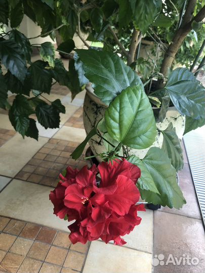 Гибискус китайская роза