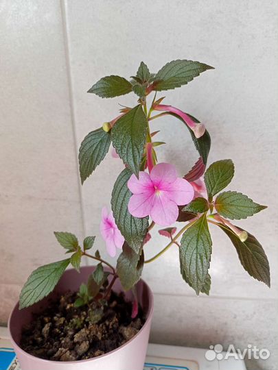 Ахименесы комнатные растения