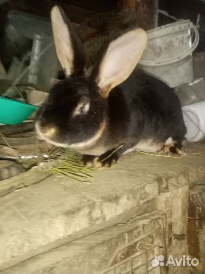 Кролики. Чистокровные