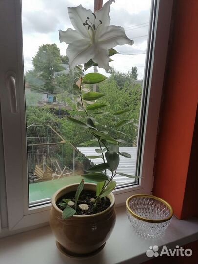 Горшок для цветов керамика большой