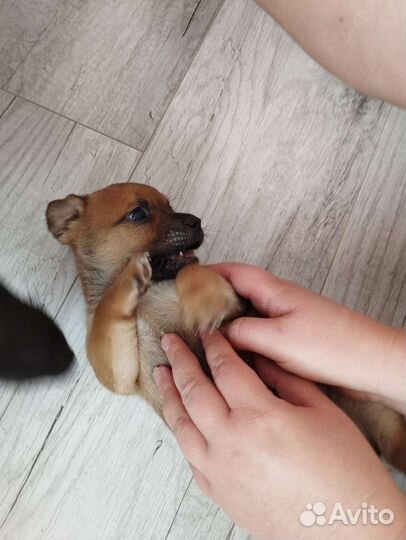 Щенок мальчик бесплатно