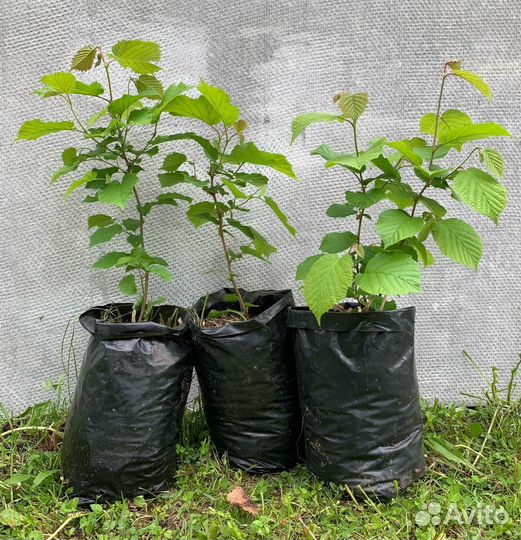 Саженцы ореха фундука