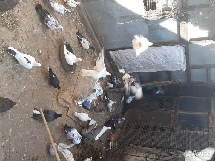Продажа голубей,разных пород