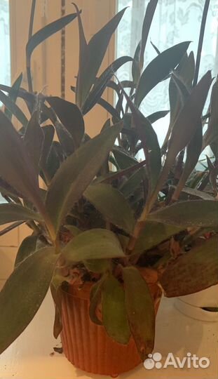 Традесканция