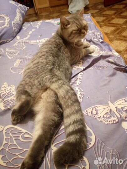 Кошка в добрые руки