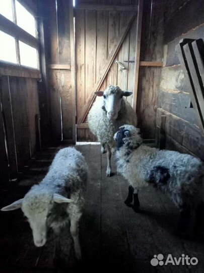 С/хоз.животные