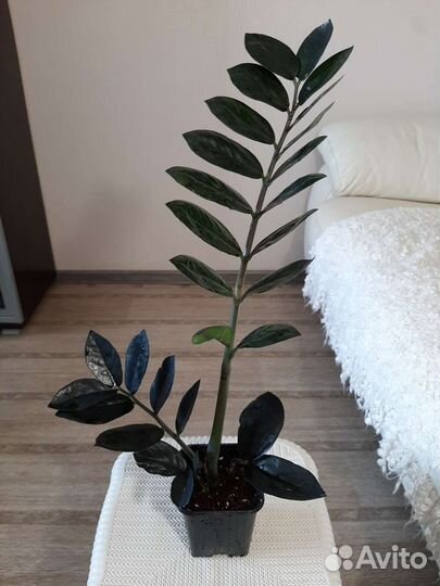 Замиокулькас черный Равен, Зензи