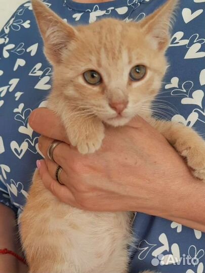 Персиковый котенок в добрые руки