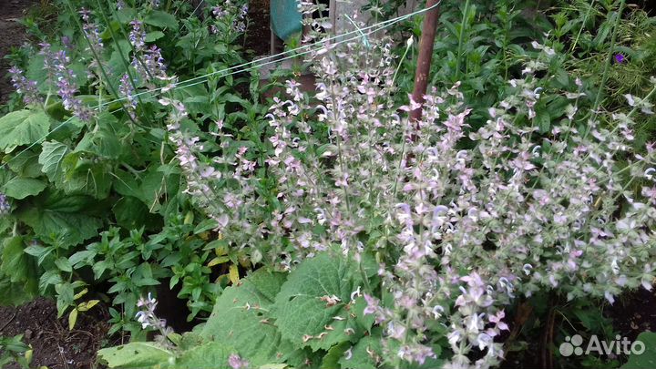 Шалфей мускатный и Лилейник саженцы
