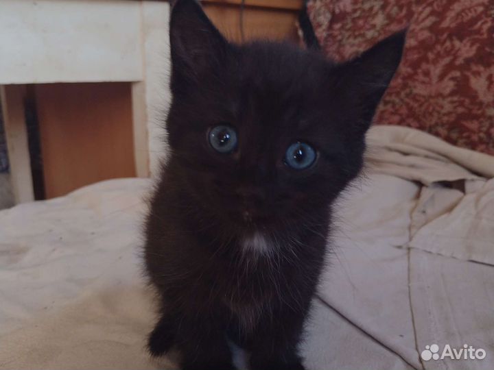 Кошка в дар