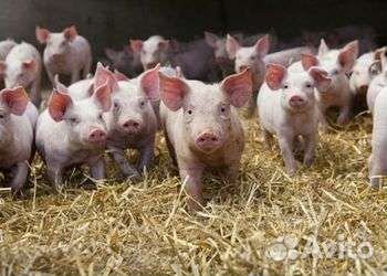 Поросенок ландрас