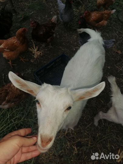 Козлята