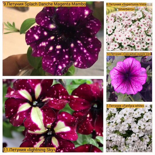 Вегетативная Петуния, Калибрахоа