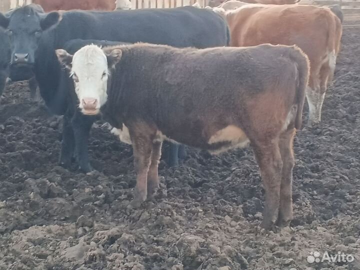 Бычки, телочки