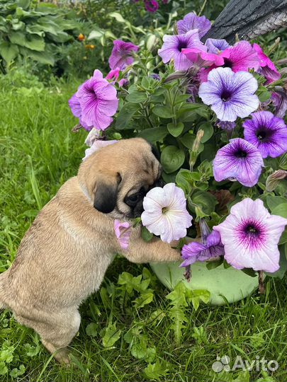 Щенки мопса