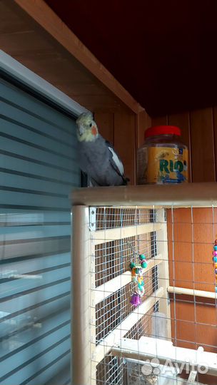 Попугай корелла ручной
